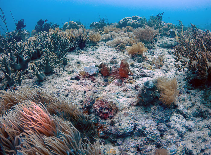 Three frog fish on a coral reef in malapascua in the philippines