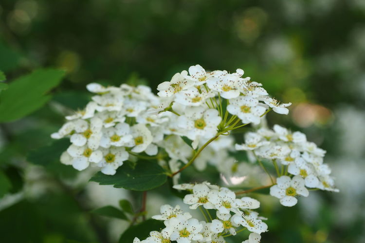 Close-up of white flowering plant