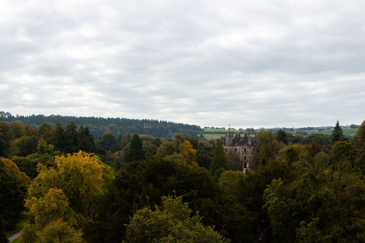 Trees and plants growing in forest against sky