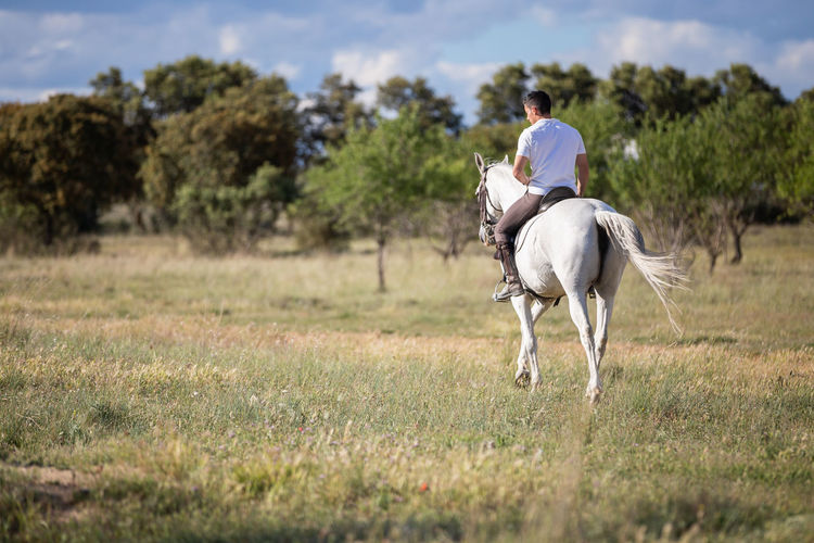 Horse in a field