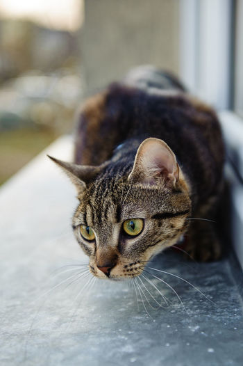 Close-up portrait of cat