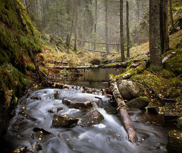 forest
