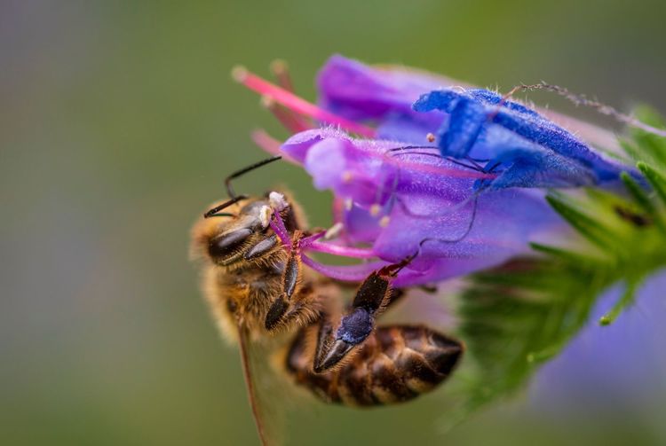 Close-up of bee pollinating on purple flower