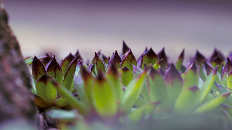 Close-up of succulent plant