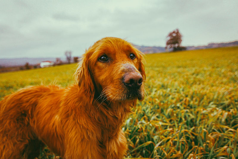 Adorable dog in a field 