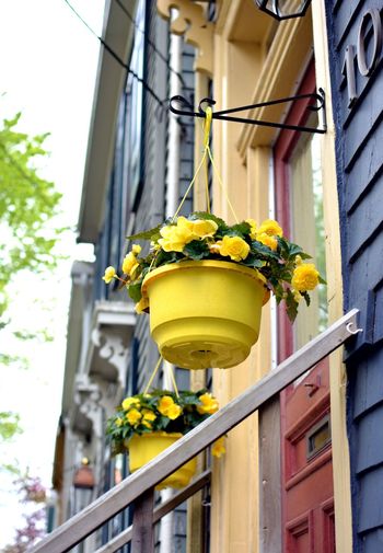 Low angle view of yellow flower in building