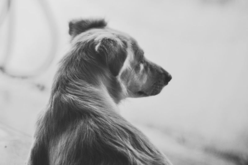 Close-up of dog