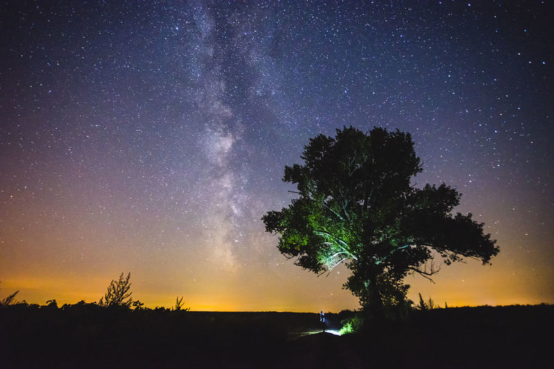 Scenic view of tree against sky at night