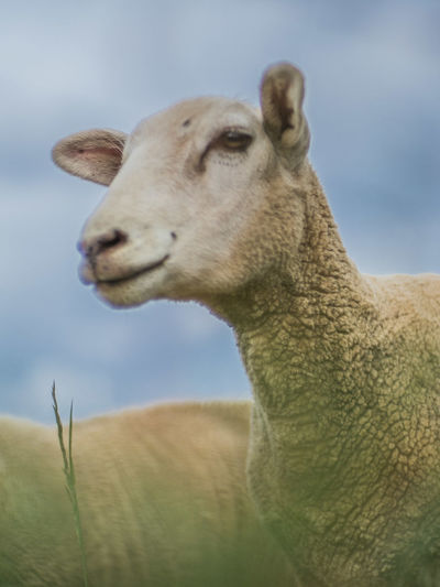 Close-up of an animal