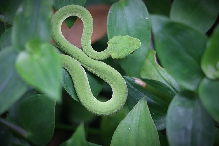 Close-up of green leaves