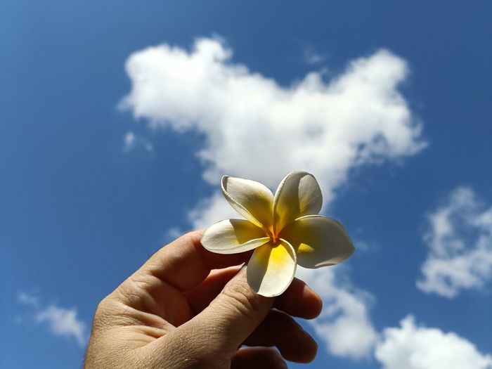 Close-up of hand holding flower against sky