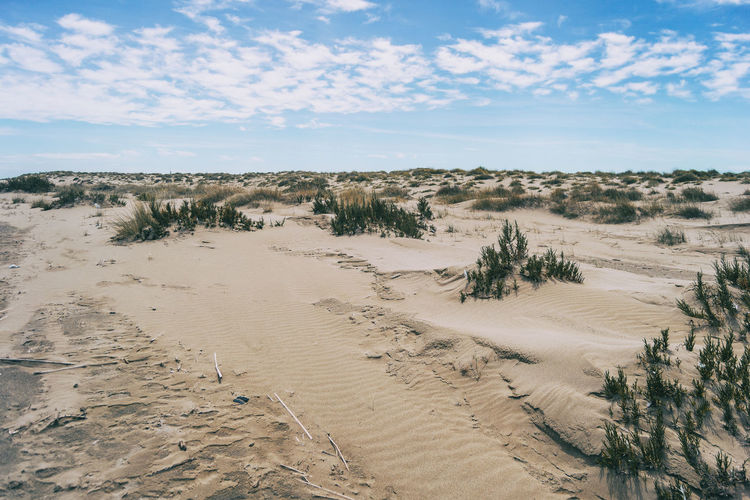 Dunes full of low shrubs by the sea in the delta del ebro, spain