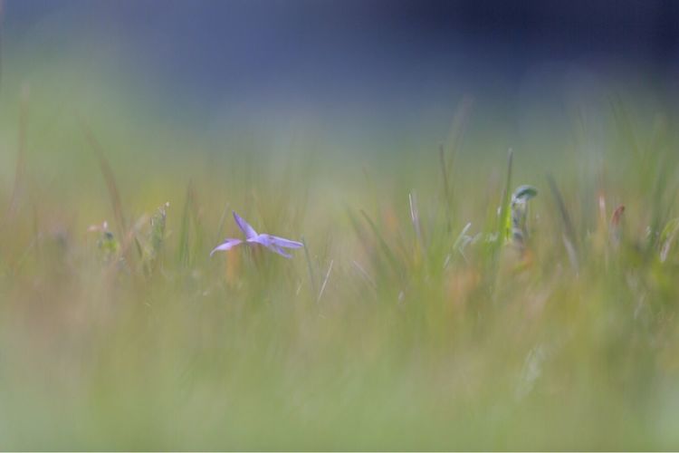 Close-up of crocus flowers