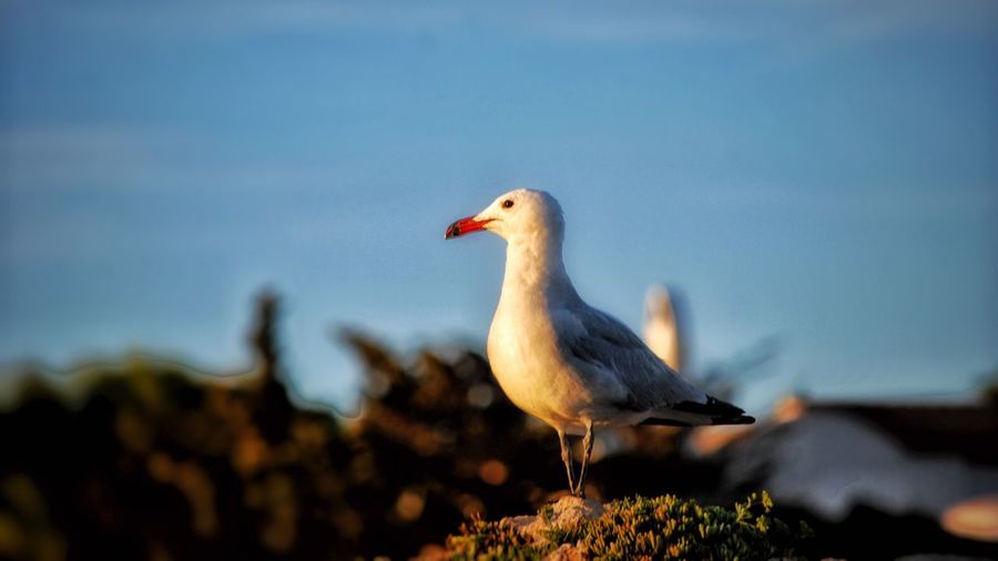 Close-up of bird perching against sky