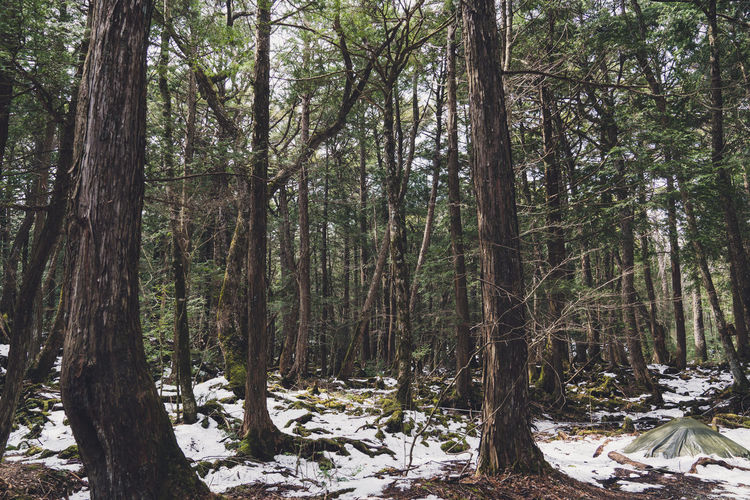 Trees in forest