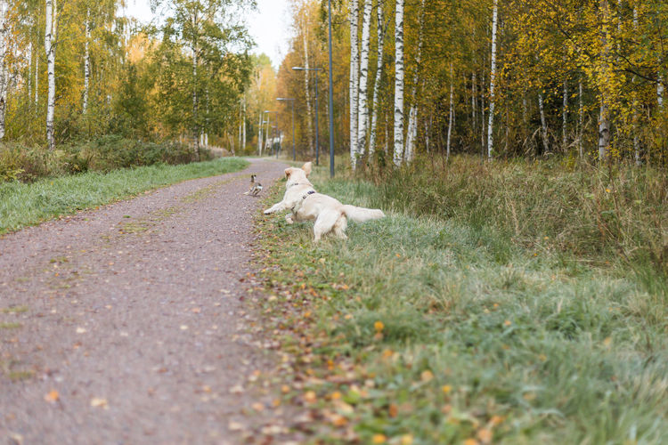 Dog running on road in forest