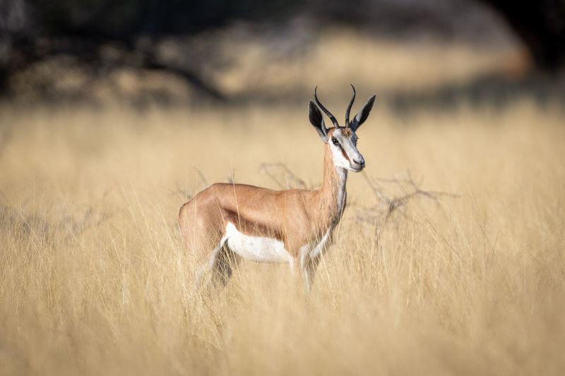 Springbok stands in tall grass watching camera