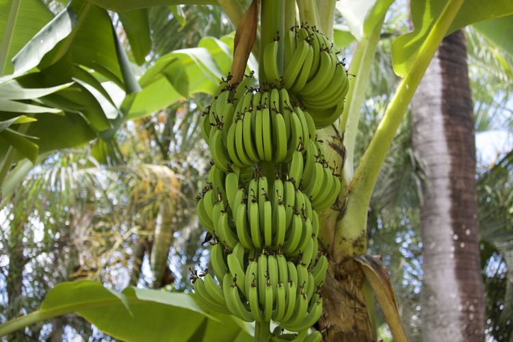 Close-up of bananas on tree