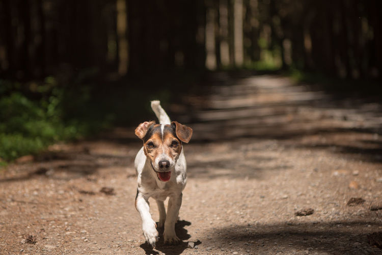 Portrait of dog running on road