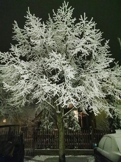 Snow covered tree against building at night