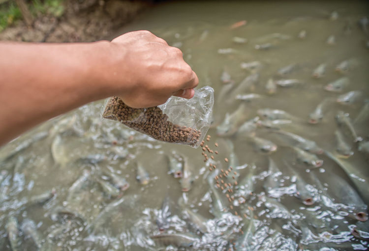 Cropped image of hand pouring seeds in fish pond