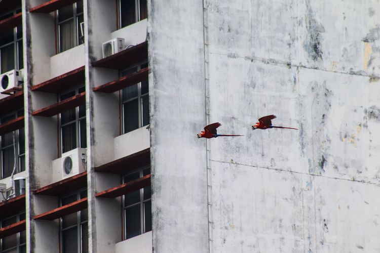 Full length of a bird on a building