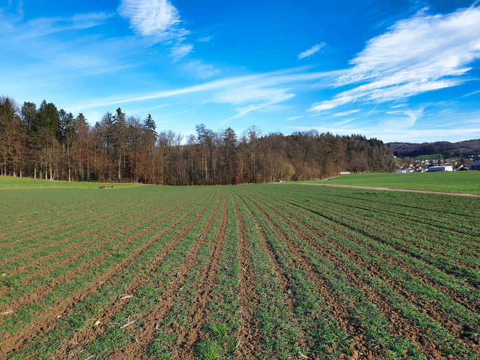 Crop rotation of a cultivated agricultural field that has recently been abandoned with grass. 