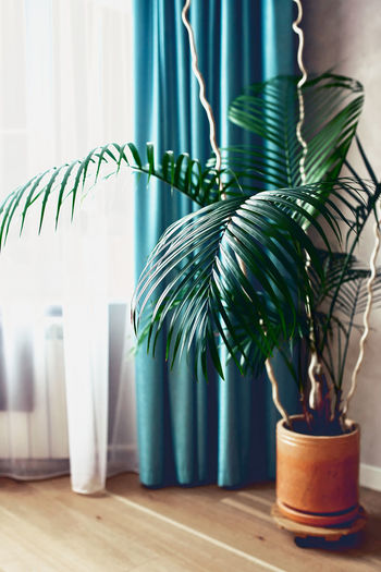 A large, beautiful fern flower in a pot on the living room floor by the window.