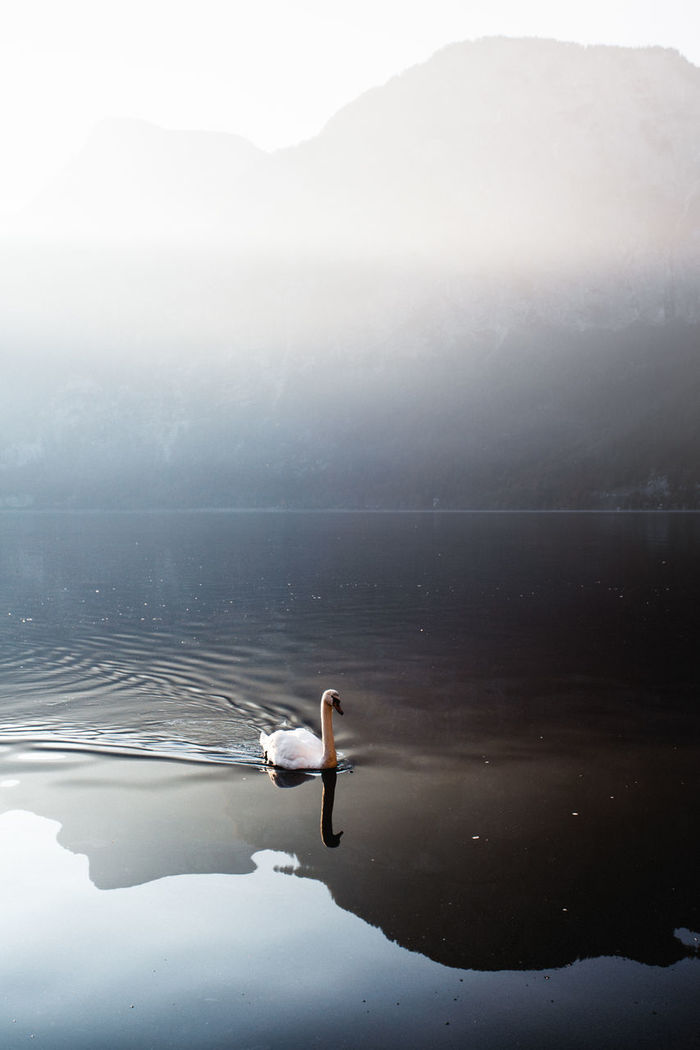 Swan swimming in lake against mountain