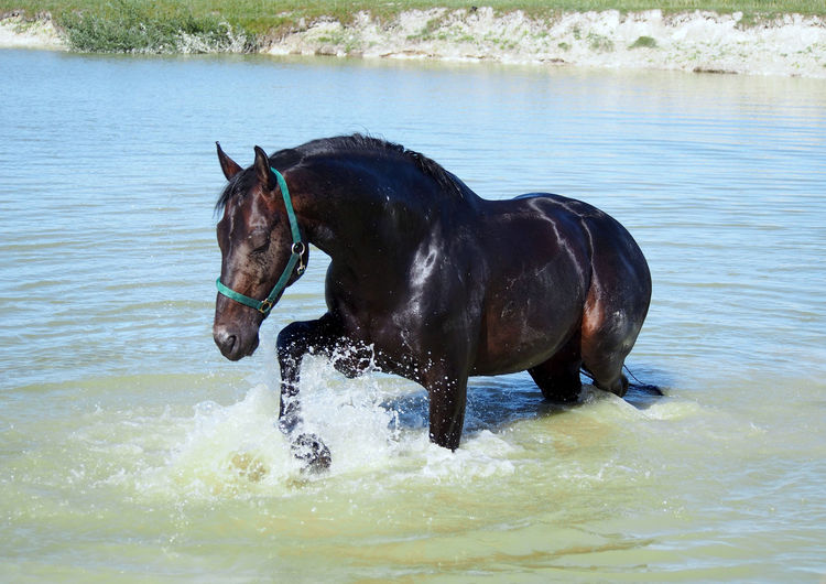 Horse in a river