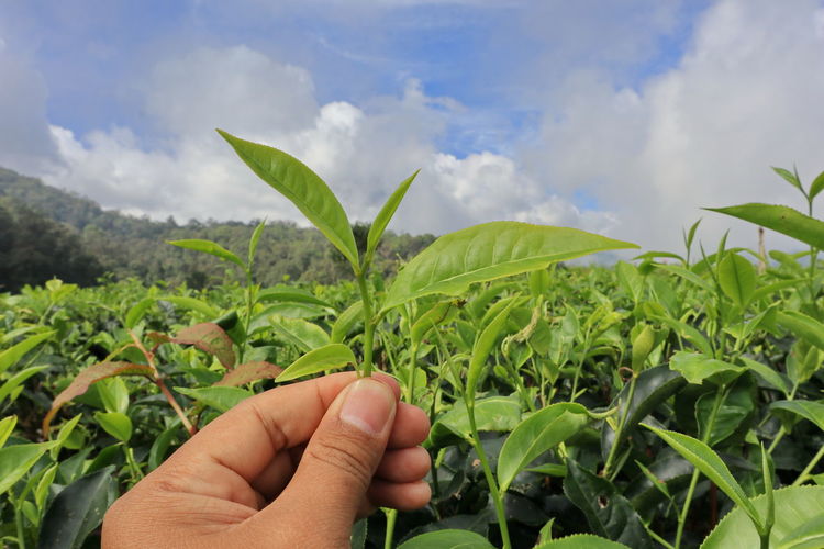 Cropped image of hand holding tea plant against sky