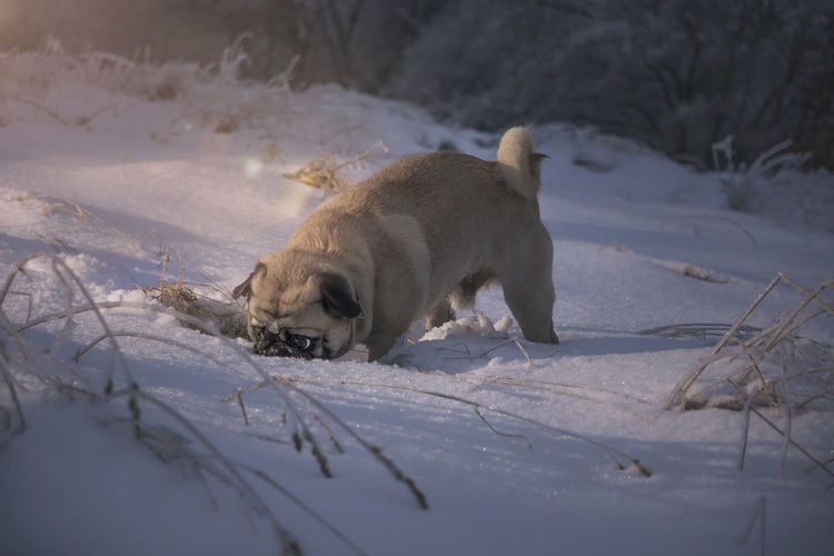 Dog pug rumbles his head in the snow