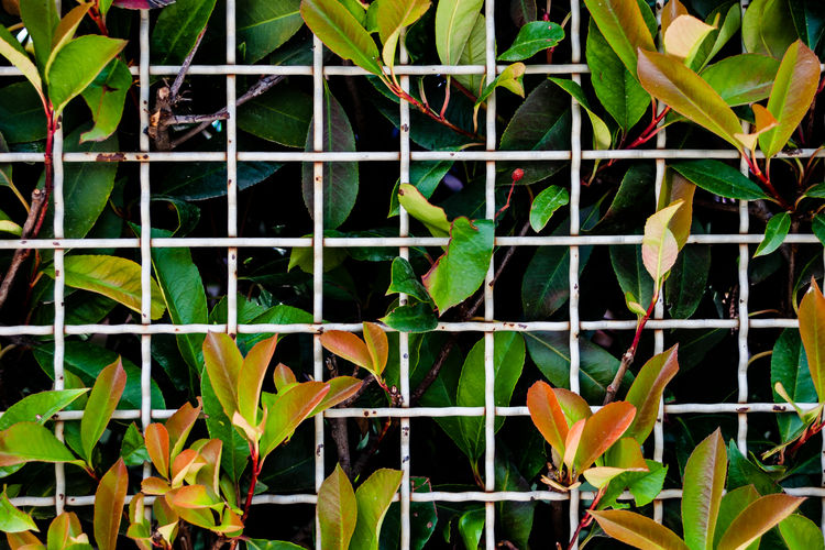 Full frame shot of yellow leaves on plant