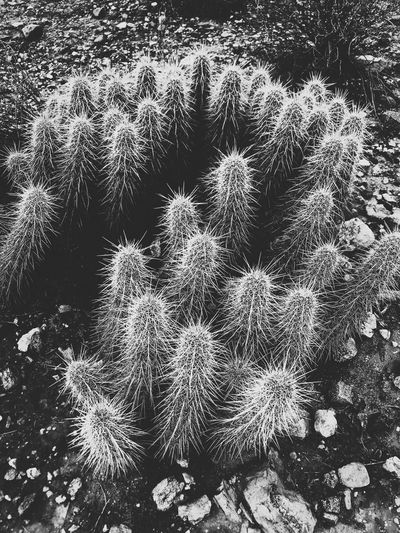 High angle view of cactus growing on field