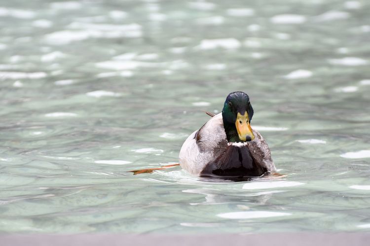Close-up of male mallard duck swimming in lake