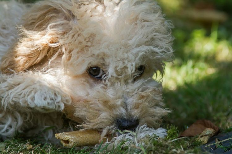 Portrait of cavapoo puppy eating bone on field