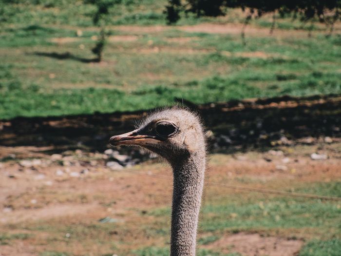 Close-up of a ostrich on land
