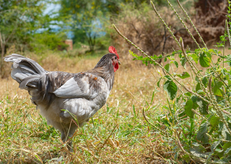 African rooster on field