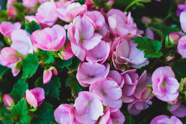 Close-up of pink flowering plants