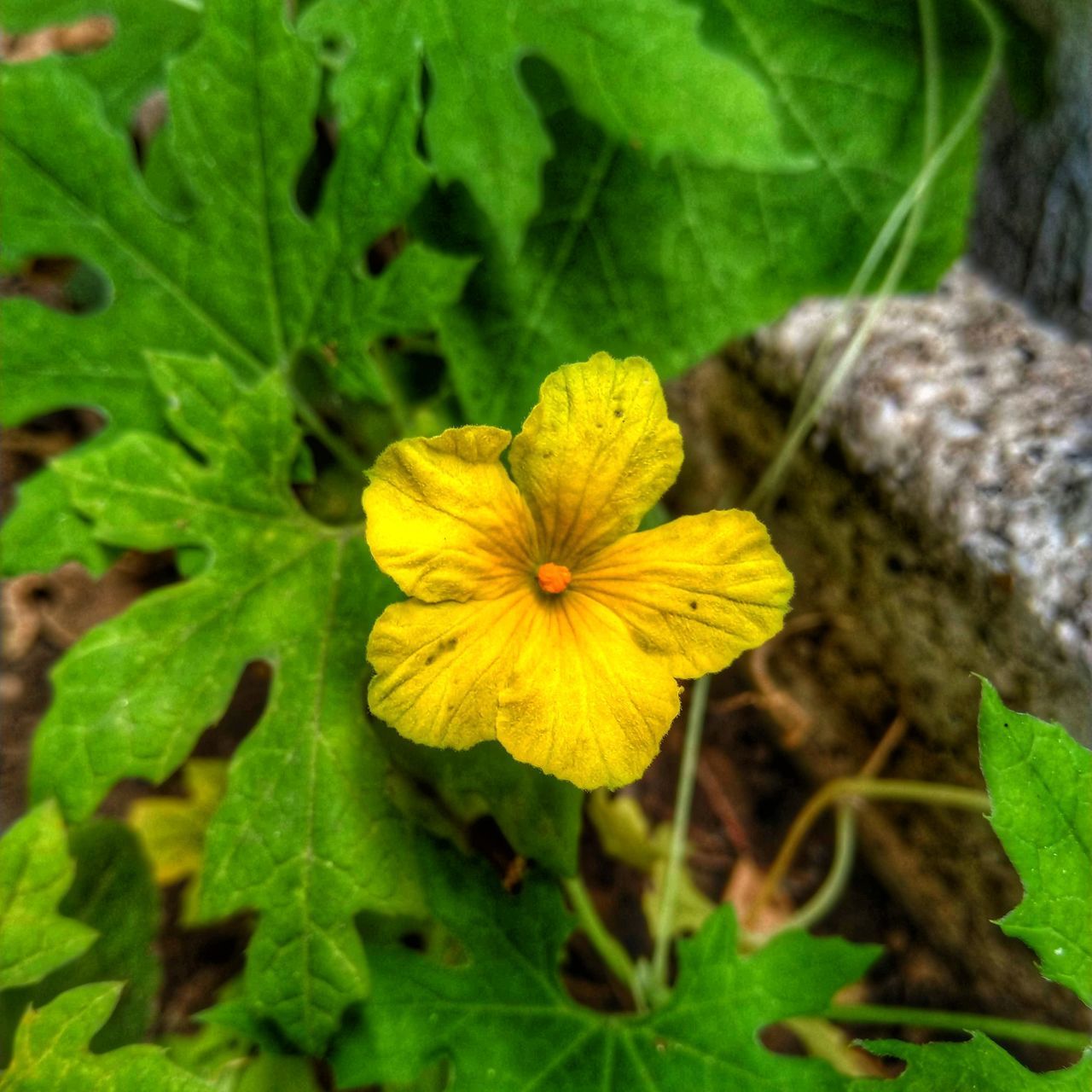 CLOSE-UP OF YELLOW FLOWER ON PLANT