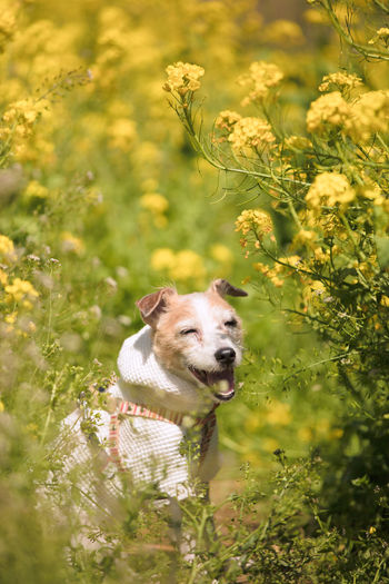 Portrait of dog running on field