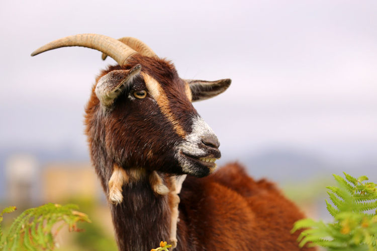 Smiling goat / lächelnde ziege