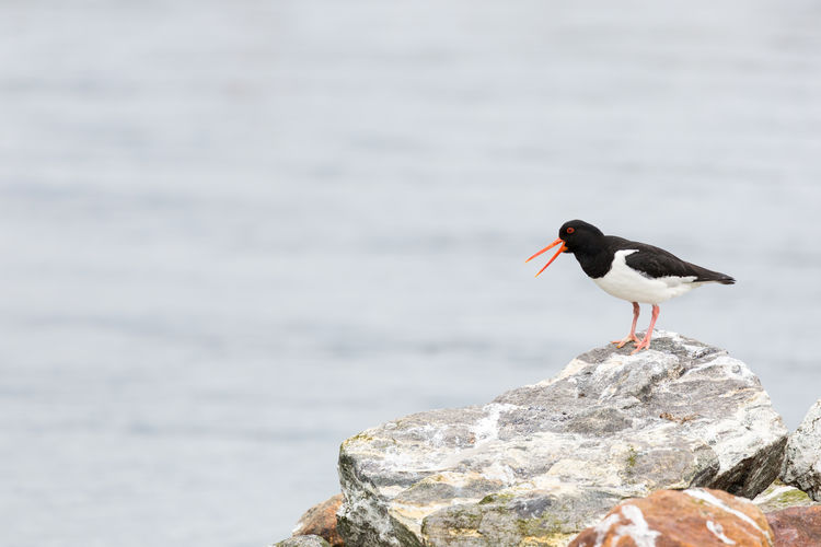 Oystercatcher perching on rock against sea