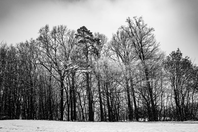 Bare trees on field during winter against sky