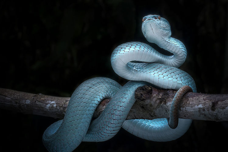 Close-up of snake on tree
