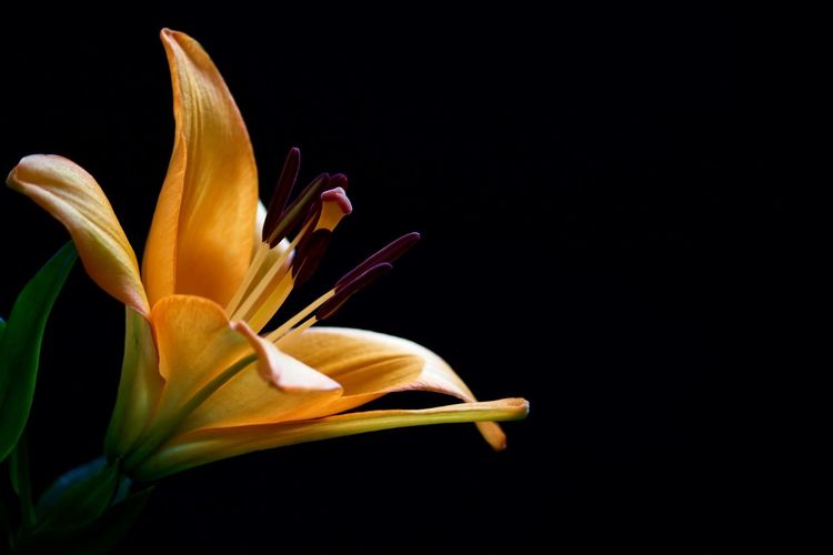 Close-up of lily against black background