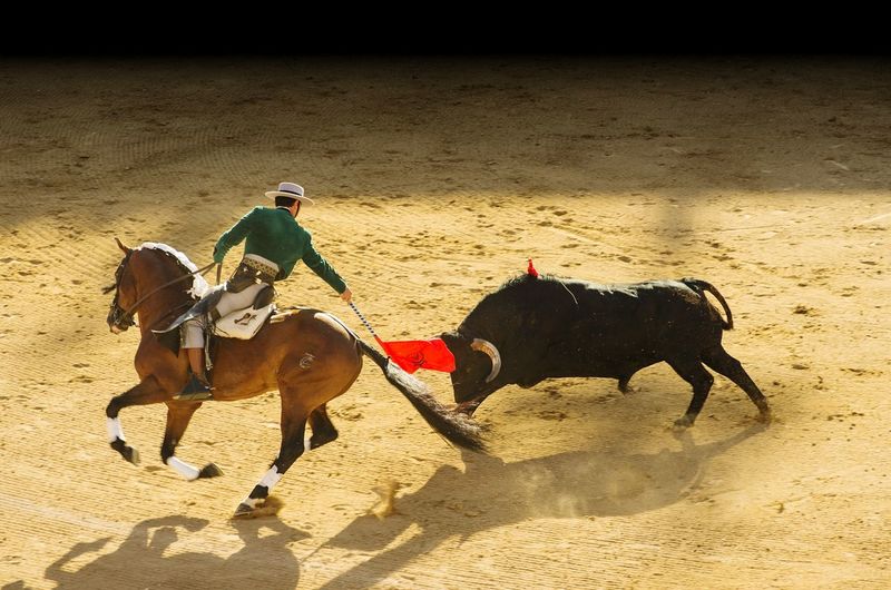 Man riding horses in corrida