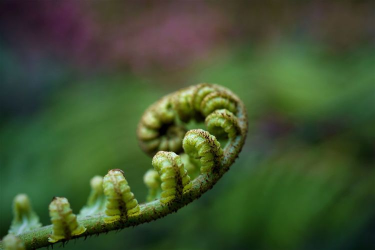 Close-up of fern in nature