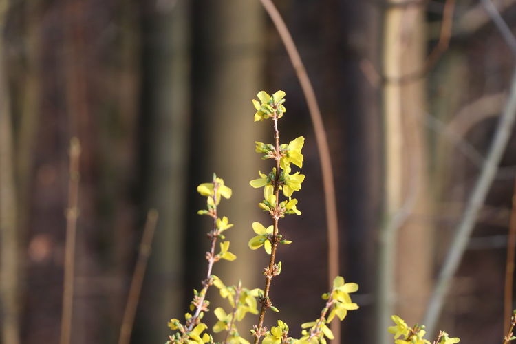 Blooming forsythia in front of a forest