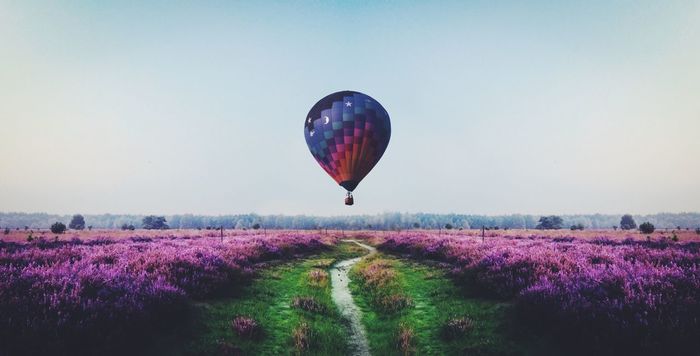 Hot air balloon flying over lavender field